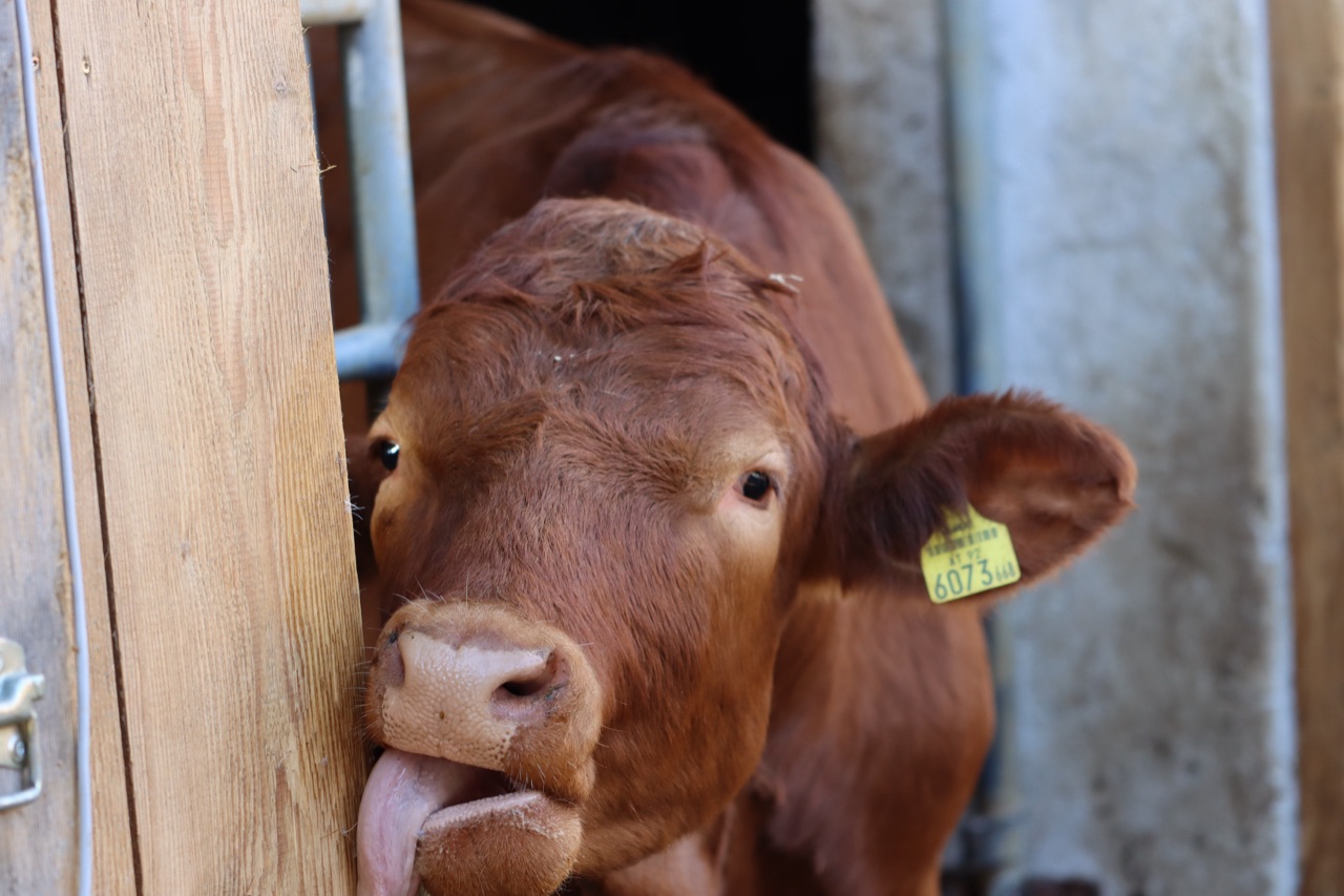 Neugieriges Rind schaut aus dem Stall – Bio-Rindermast am Biohof Hirnschall